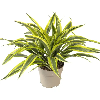 Drachenbaum 'Dracaena fragrans Lemon Lime', 17 cm Topf  Cover
